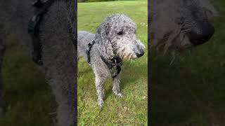 Pregrooming routine!  #Bedlington