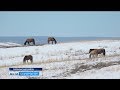 Башкирия первой в стране будет производить сухой кумыс