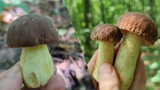Маслюки, боровики - ідеальні гриби за 4 дні після дощу