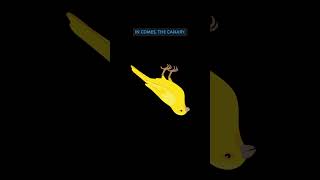 The origin of 'Canary in a Coal Mine' #sayings