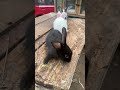 Little cute bunnies