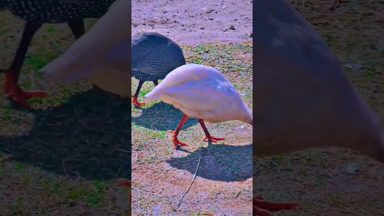 🐔White Partridge 🐓 