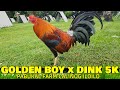 Sweater Golden Boy x Dink 5k - Pabukal Farm