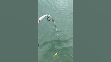 Catching GIANT Snapping Turtles In YOUR Pond! 🎣🐢 #shorts #fishing