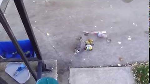 The Spatula - Possum (Original)