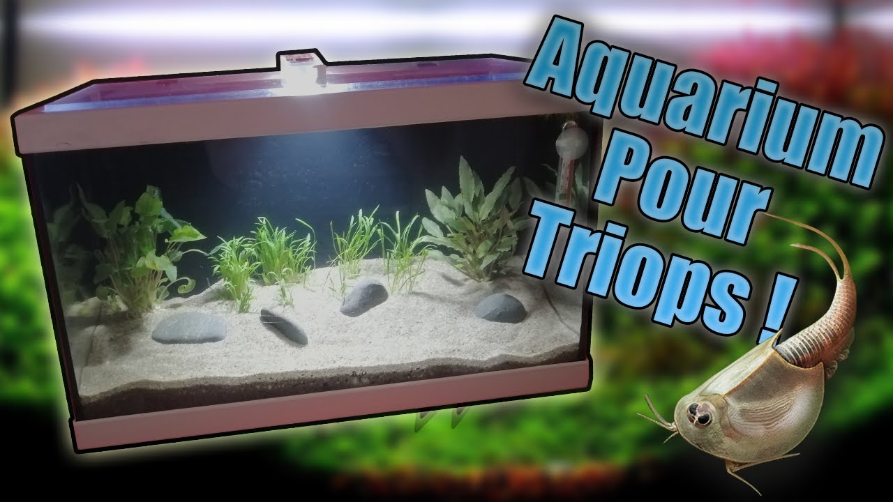 Faire un Aquarium pour des Triops ! YouTube