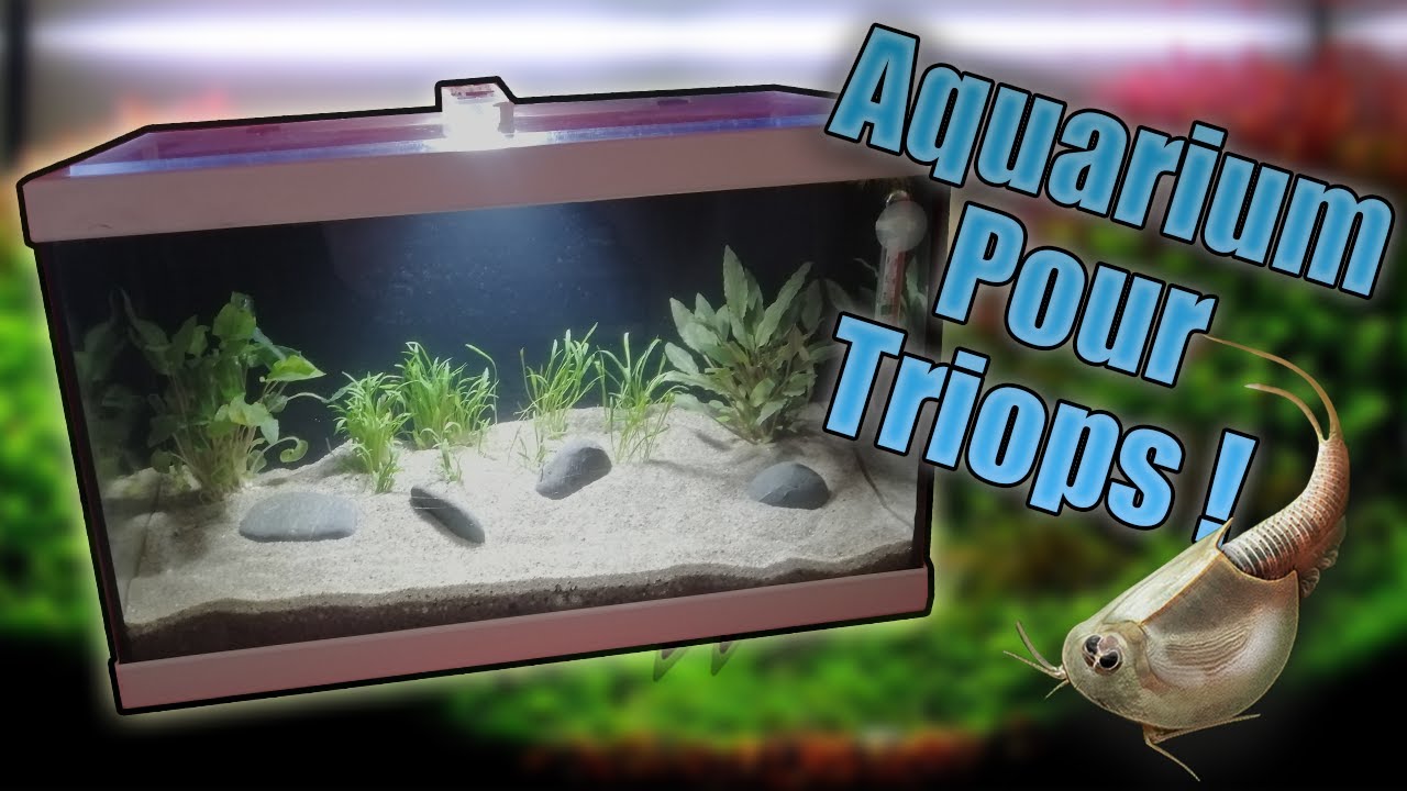 Réussir son élevage de Triops – AquaBapt