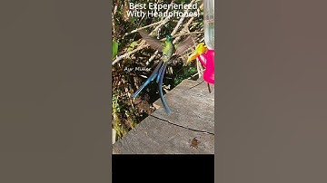 Rare hummingbird slow motion!-Long-tailed Sylph3              #hummingbirdlover #hummingbirdfeeder