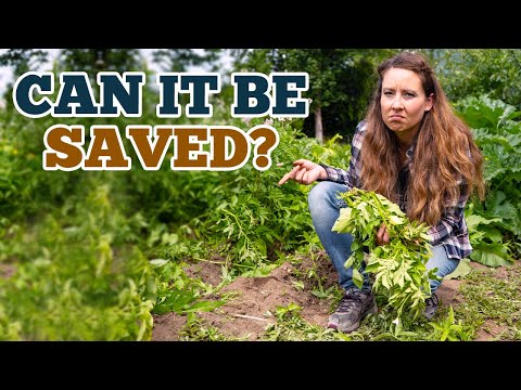 ვიდეო: კარტოფილის სამხრეთი ჭუჭყიანი: კარტოფილის მცენარეების მკურნალობა სამხრეთით