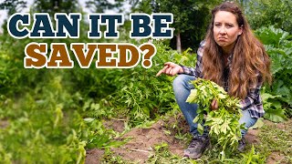 This Can Devastate Your Potato Harvest For Years Early Blight Treatment Plan