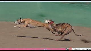 coursing greyhound dog race in Pakistan