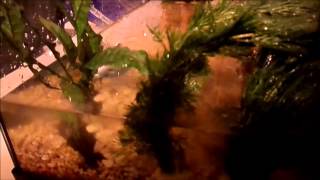 Newt tank set-up / explanation video!