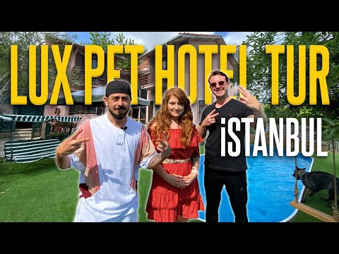 Video: Kesinlikle Sevdiğimiz 12 Köpek Dostu Otel