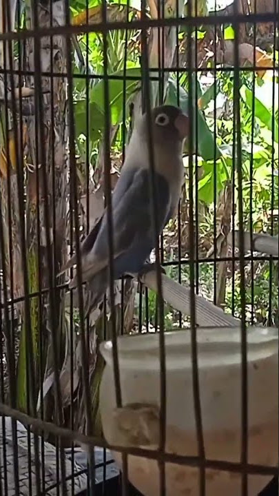 Lovebird Cobalt Gacor