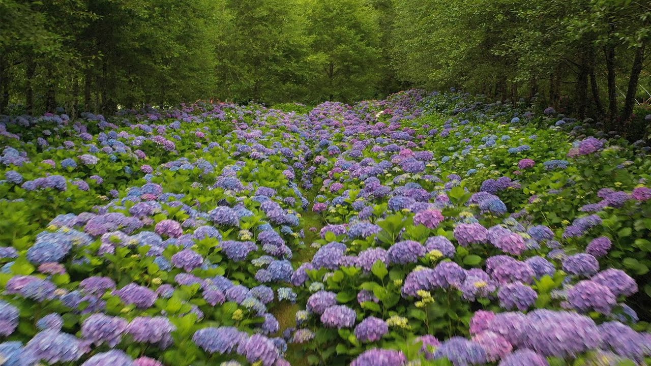 Grant’s Getaways - Hydrangea Ranch - YouTube