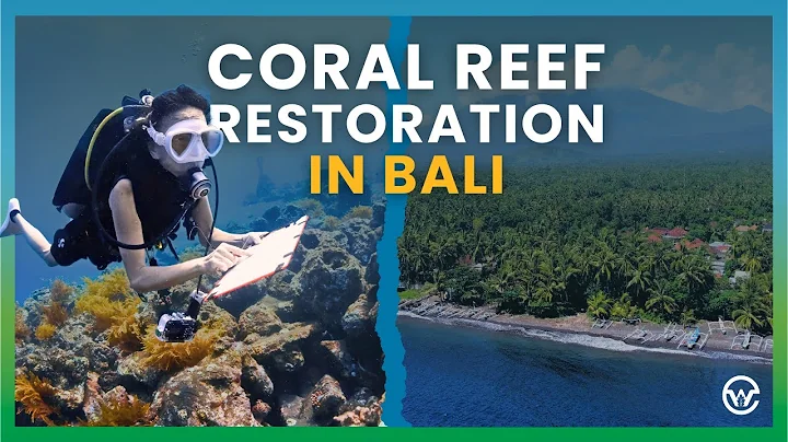A Week on a Coral Reef Restoration Expedition in Bali
