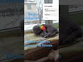 Котік з Клубничком