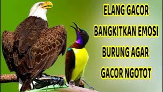 ELANG SLEEK GACOR Arouses Bird Emotions So Hot Gacor Is Insistent