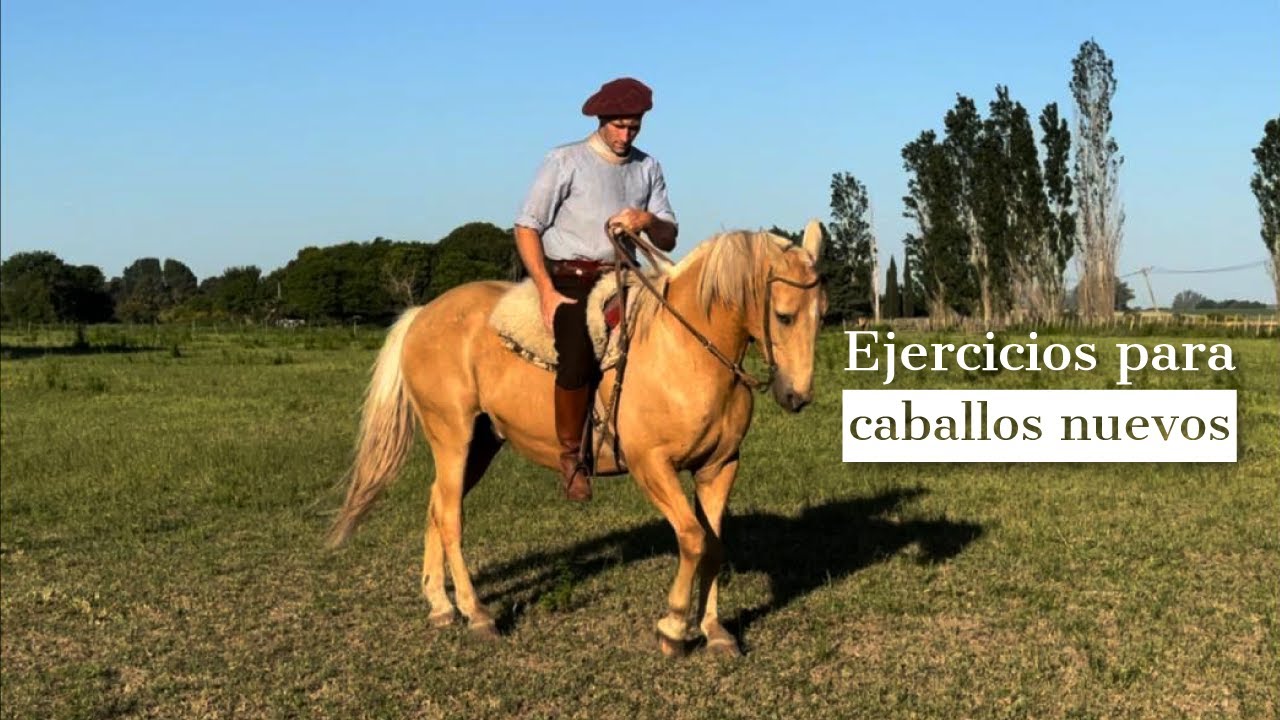 ✅🐴 EJERCICIOS PARA CABALLOS NUEVOS EN DOMA ✅🐴