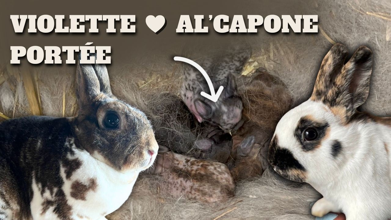 Portée Violette x Al'Capone (06/12/2025)