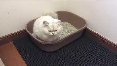 Amazon Customer reviews Conlun Cat Scratcher Box with Cat Scratching Pad Portable 3 Layer Corruga 4