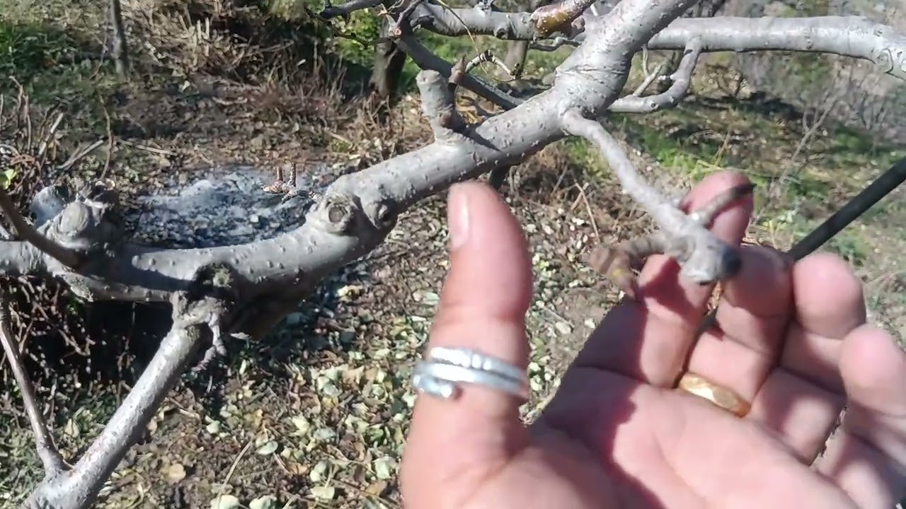 10 December 2025 result of locking clicks in pears 