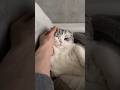 😼 #cat #猫