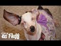 Meet Hope, The Blind And Deaf Dachshund | CUTE AS FLUFF