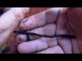 Droseras, esquejes de raíz.
