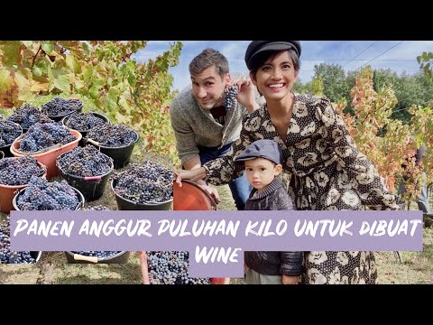 Video: Bagaimana Memilih Anggur Prancis Kering?