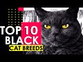 TOP 10 BEST BLACK CAT BREEDS