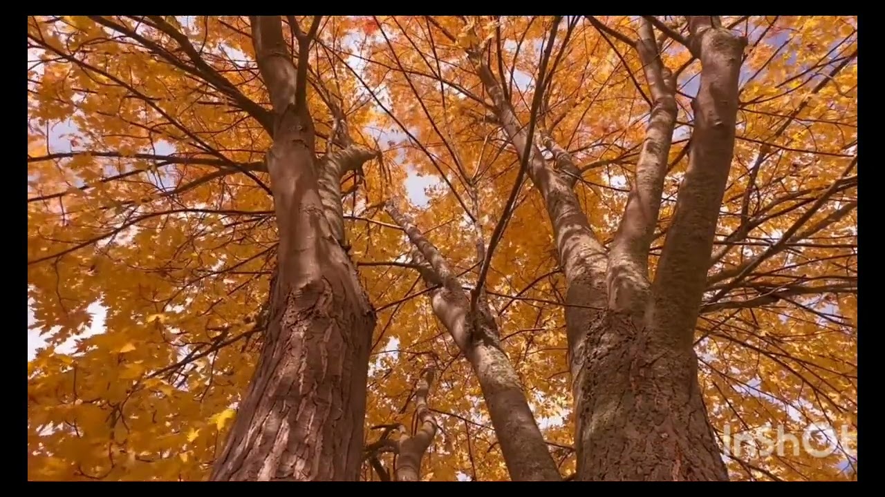 Beautiful recitation in taraweeh by Qari imran patel surah anfal 2 rukus like mahir 2026 barbados jm