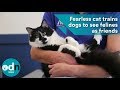 Fearless cat trains dogs to see felines as friends Fearless cat trains dogs to see felines as friends