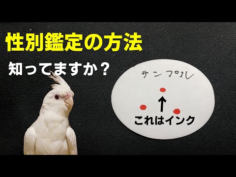 インコの性別鑑定の方法を紹介！