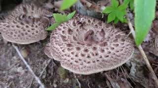 天然きのこ狩り2020【香茸】