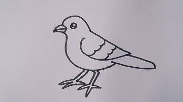 How to draw a Sparrow / easy Sparrow bird drawing step by step
