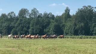 Shael Stud, akhalteke horses.