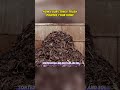 How your STINKY trash powers your home