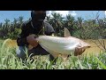 Memancing Ikan Patin Sungai Selangor