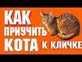 Как приучить кота к кличке? | Какую кличку выбрать? | Что делать если кот не отзывается?