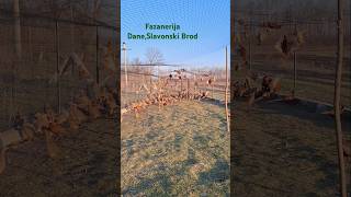Matično Jato Fazana. Fazanerija Dane,Slavonski Brod.