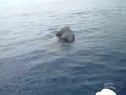 Sperm Whale (Pottwal) is diving under the whale wa...