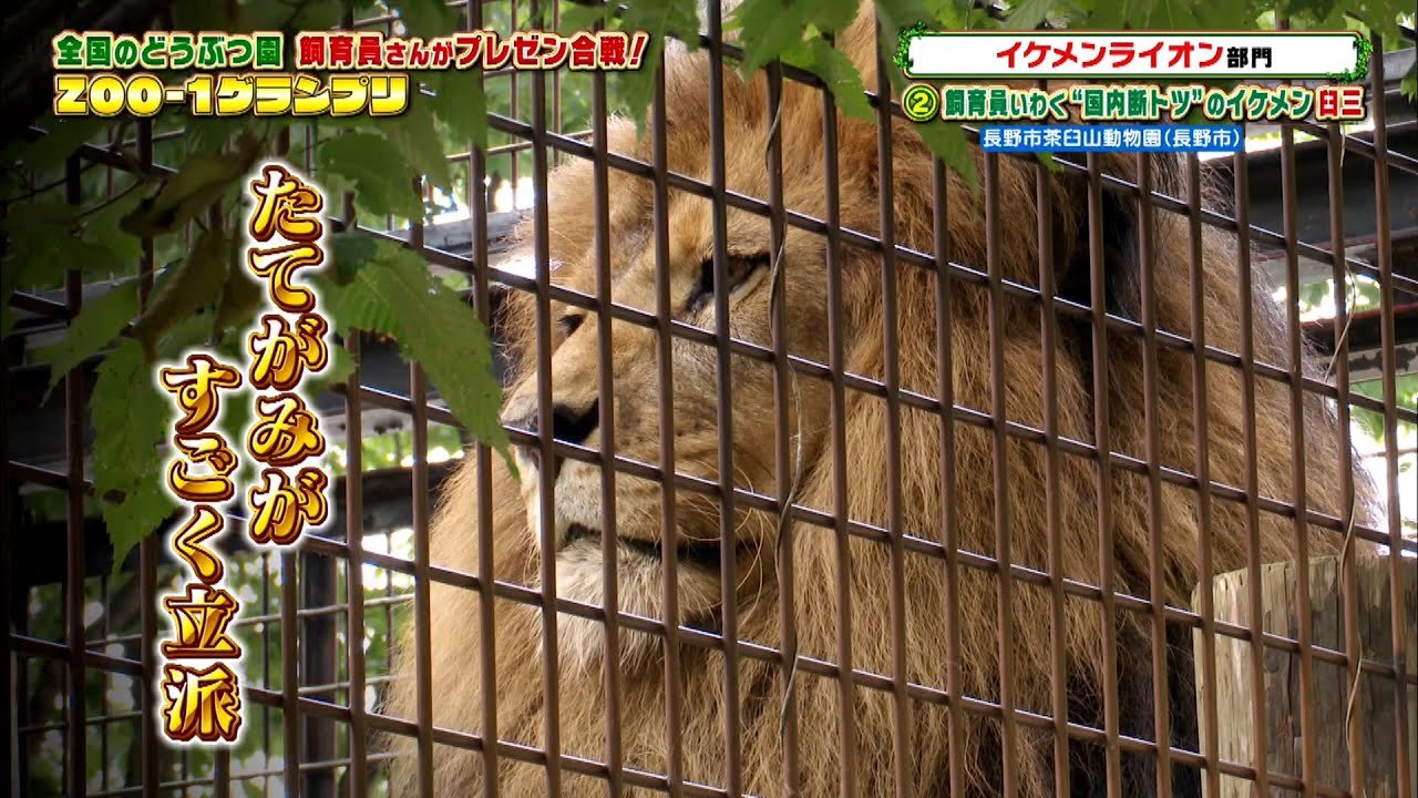 飼育員いわく 国内断トツ のイケメン 臼三 長野市茶臼山動物園 Zoo 1グランプリ 11 30 火 Tbs Youtube