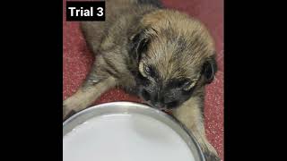 Puppy tries to drink milk from plate for the first time! (Multiple attempts!!)  #shorts