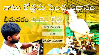 నాటు కోడ్లను పెంచ విధానం| పండం కోడ్లు ఖరీదు | భీమవరం కోడి పండలు | SUBBUSOLVES