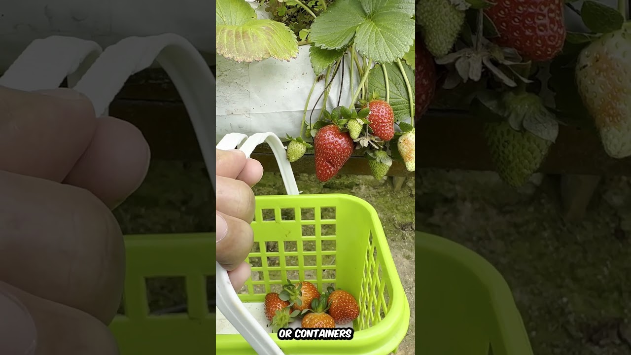 Strawberry Farm In Cameron Highlands With Stunning View 