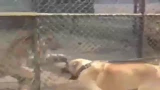 KaNGaL vs TiGeR-King vs Predator by Planet Of The Dogs 2,214,774 views 5 years ago 1 minute, 26 seconds
