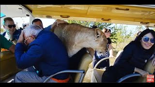 Львица запрыгнула в машинку К ТУРИСТАМ! The lioness jumped into the car TO the TOURISTS!