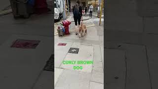CURLY COATED BROWN DOG #shorts #share #asmr #dog #curlyhair #coated #today #happy