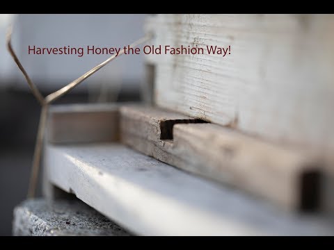 Honey Harvest the